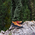 Danner Panorama Mid Brown/Red Hiking Boot